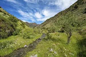 Green valley, flowering meadow with mountain stream Grandview Creek