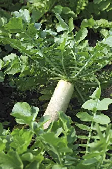 Green vegetable white radish raphanus sativus growing in field