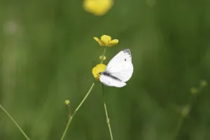 Green veined white butterfly (Pieris napi)