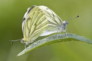 Green-veined White (Pieris napi)