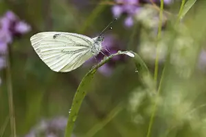 Green-veined white (Pieris napi)