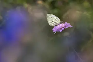 Green-veined white (Pieris napi) or green vein white butterfly on scabious