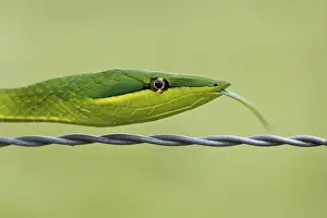 Green Vine Snake (Oxybelis fulgidus)