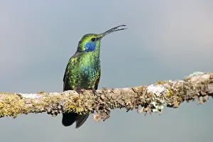 Green violetear (Colibri coruscans) sitting on branch