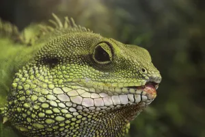 Green water dragon (Physignathus cocincinus)