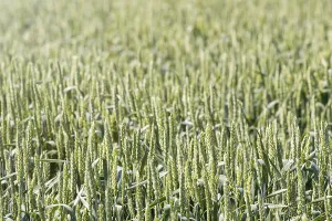 Green wheat field