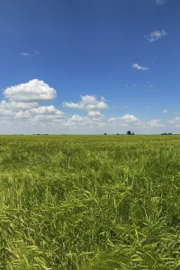Green Wheat field landscape. Green wheat field