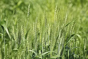 Green wheat triticum aestivum cereal cultivated in field
