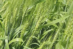 Green wheat triticum aestivum cereal cultivated in field