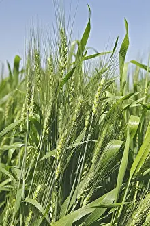 Green wheat triticum aestivum cereal cultivated in field