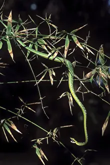 Green whip snake (Ahaetulla nasutus) Vine snake captive