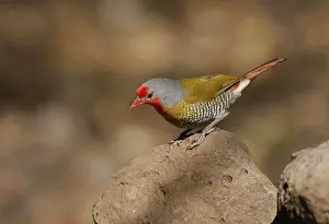 Green-winged green-winged pytilia (Pytilia melba)