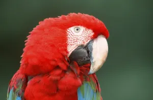 Green-winged Macaw (Ara chloroptera)