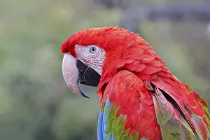 Green-winged Macaw (Ara chloroptera)