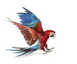 Green-winged Macaw, Ara chloropterus