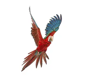 Green-winged Macaw, Ara chloropterus