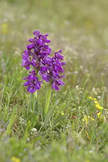 Green-winged orchid (Anacamptis morio)