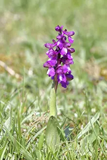 Green-winged orchid (Anacamptis morio)