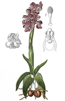 Green-winged orchid (Orchis morio)
