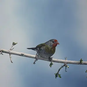 Green-winged Pytilia (Pytilia melba)