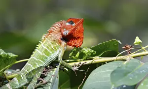 Green wood lizard (Calotes calotes)