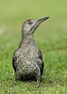 Green Woodpecker (Picus viridis)