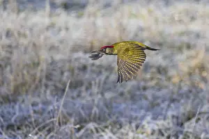 Green woodpecker (Picus viridis)