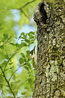 Green woodpecker (Picus viridis)