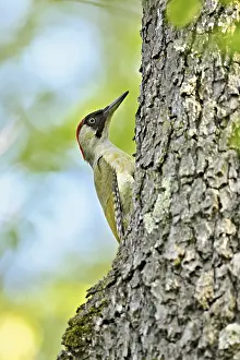 Green woodpecker (Picus viridis)