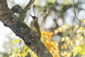 Green woodpecker (Picus viridis) on mossy trunk