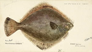 Greenback flounder, Rhombosolea tapirina, greenback flounder, fish, reproduction of an original, by Frank Edward Clarke (b. 1849, d. 1899), ichthyologist and scientific draughtsman