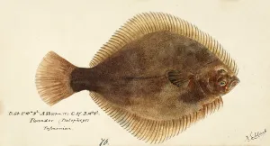 Greenback flounder, Rhombosolea tapirina, greenback flounder, fish, reproduction of an original, by Frank Edward Clarke (b. 1849, d. 1899), ichthyologist and scientific draughtsman
