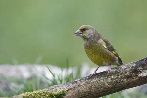 Greenfinch