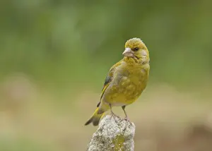 Greenfinch (Carduelis chloris)