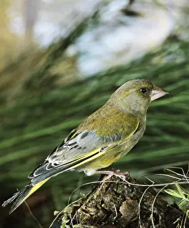 Greenfinch (carduelis chloris)