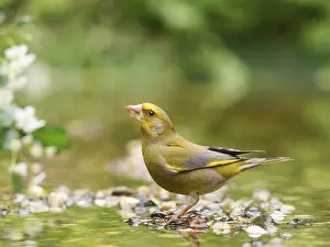 Greenfinch (Carduelis chloris)