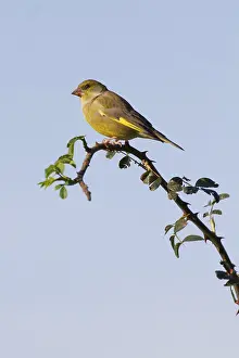 Greenfinch (Carduelis chloris) perched on a branch