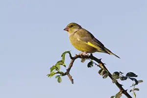 Greenfinch (Carduelis chloris) perched on a branch