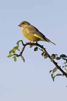 Greenfinch (Carduelis chloris) perched on a branch