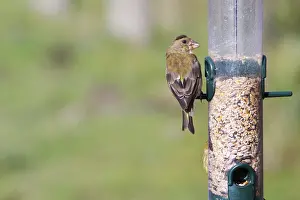 Greenfinch (Carduelis chloris) perched on the feeder
