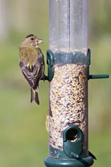 Greenfinch (Carduelis chloris) perched on the feeder