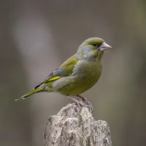 Greenfinch (Chloris chloris) perched on a trunk