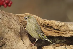 Greenfinch (Chloris chloris) at the winter feeding site