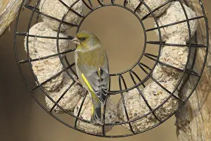 Greenfinch (Chloris chloris) at the winter feeding site