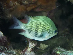 A greenish fish, staghorn coral damselfish (Amblyglyphidodon curacao)