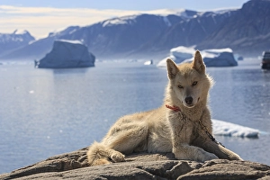 Greenland dog lying on a rock in front of icebergs in the fjord