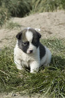 Greenland dog, puppy, Greenland, North America