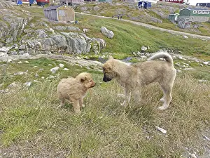 Greenland dog and puppy, sled dog