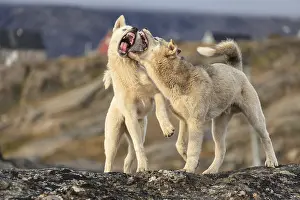 Greenland dogs, two huskies fighting