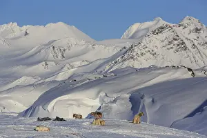 Greenland dogs, huskies, in front of snowy mountains
